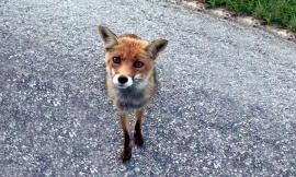 VIDEO - Incontro con una volpe al confine tra Marche e Umbria