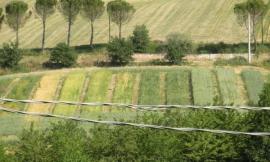 Post-sisma, la Regione stanzia più fondi per investire sul settore agricolo