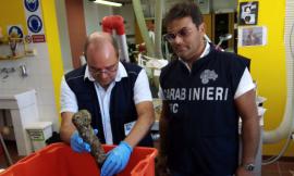 Controllo siti archeologici subacquei: immersioni alla ricerca del relitto “Torquato Tasso”