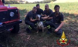 Vigili del Fuoco si calano per 40 metri al fine di salvare un Setter precipitato in una gola