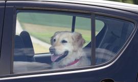 Avere cani liberi in auto deconcentra chi è alla guida (ed è vietato)