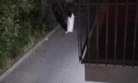 L'incubo Samara anche a Civitanova: nervi tesi in città