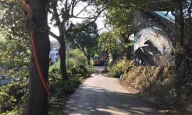 "Stanno abbattendo delle querce secolari": la rabbia dei residenti a Fontespina (FOTO)