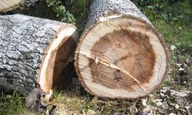 Civitanova, "rischio caduta per otto alberi": previsto l'abbattimento