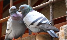 Troppi piccioni in città: il sindaco vieta di dar loro da mangiare, ma gli animalisti insorgono