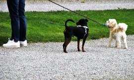 "Aree per cani idonee per anziani e disabili": arriva a Macerata il comitato a difesa degli animali a 4 zampe