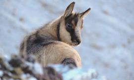 Censimento del camoscio appenninico: nuovi esemplari sul Monte Priora