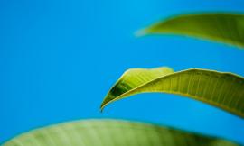 Fenomeno Green Marketing: perché le aziende farebbero meglio a puntare sull’ecosostenibilità