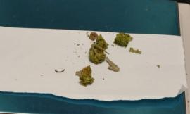 Blitz della polizia in un'azienda agricola: sequestrate le infiorescenze di cannabis