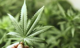 La cannabis light diventerà legale: approvato dal Senato l'emendamento alla Manovra
