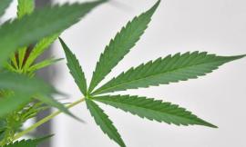 Dietrofront sulla cannabis light: respinto l'emendamento