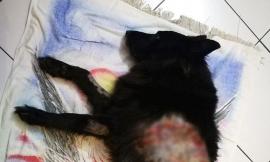 Civitanova, due pitbull aggrediscono cane e anziano: "Il loro proprietario è scappato"