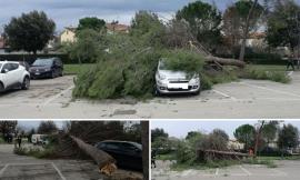 Alberi finiscono sopra le auto a Montecosaro (FOTO)