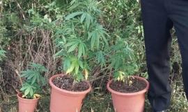 Pronuncia della Cassazione: "Coltivare cannabis in casa non è più reato"