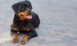 Tolentino, due rottweiler fuggono da casa: allertati Carabinieri e Polizia Locale
