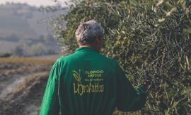 "Vecchio" olio pugliese spacciato per marchigiano: "L'Oleificio F.lli Mosci estraneo alla vicenda"