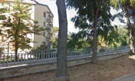 Macerata, piante abbattute in via Annibal Caro e in via Pesaro