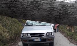 San Severino, un pioppo si abbatte su un fuoristrada: ferito il conducente (FOTO)