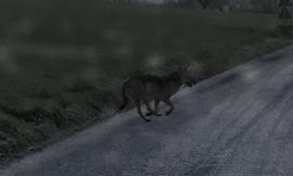 Curioso avvistamento: un lupo compare nelle campagne di Monte San Giusto (FOTO e VIDEO)