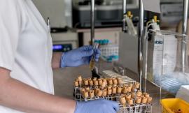 Coronavirus Marche, su 662 tamponi effettuati sono 96 i nuovi casi positivi: trend stabile