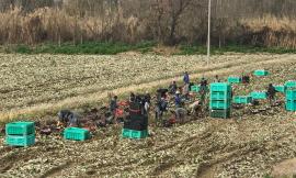 Lotta al caporalato, chiusa per 30 giorni azienda agricola: in 9 a bordo dello stesso mezzo