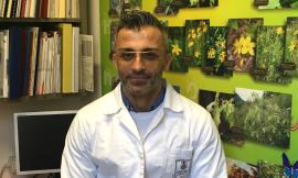 Mela rosa dei Sibillini, antiossidante con proprietà antinfiammatorie: prosegue la ricerca Unicam