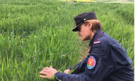 False aziende "bio" nel Maceratese, utilizzavano fitofarmaci e fertilizzanti vietati: nei guai i titolari