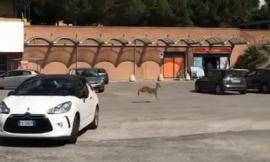 Macerata, capriolo sfreccia per le strade di Collevario: la natura si riprende i suoi spazi (VIDEO)
