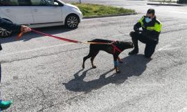 Tolentino, cucciolo di dobermann maltrattato dal padrone: scatta la denuncia