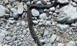 Raro esemplare di Vipera dell'Orsini uccisa nel Parco dei Monti Sibillini