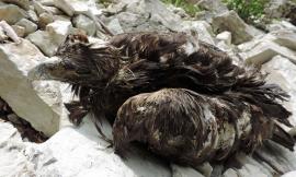 Parco dei Sibillini, aquila reale uccisa a colpi di fucile