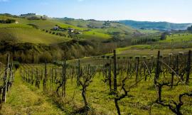 Coronavirus, Cia Marche: "Ripercussioni drammatiche in agricoltura"