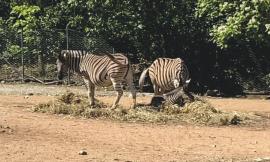 Al Parco Zoo Falconara nasce una baby zebra: il nome verrà scelto con un sondaggio Facebook