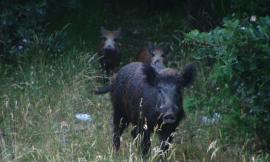 Peste suina, l'assessore Carloni: "Necessario segnalare carcasse animali selvatici"