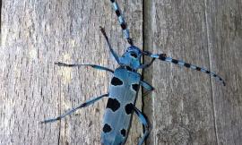 Parco dei Sibillini, un nuovo progetto per la tutela della biodiversità: sotto la lente gli insetti saproxilici