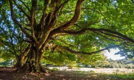Più biodiversità nei boschi: al via il progetto pilota sul Monte San Vicino
