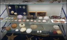 Macerata, riapre il Museo di Storia Naturale: visite gratuite ma su prenotazione