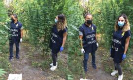 Corridonia, vive in una roulotte e coltiva marijuana: la "verde" pensione di un 69enne (VIDEO)