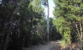 Macerata, gli studenti dell'Istituto Agrario raccontano Villa Lauri: schedati gli alberi monumentali