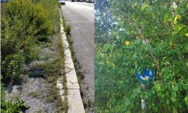 Macerata, la giungla lungo le vie di Piediripa: marciapiedi impraticabili e strade disastrate (VIDEO e FOTO)