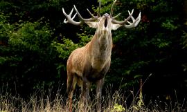 Parco Nazionale dei Sibillini: via al censimento del cervo