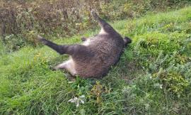 Camerino, grosso esemplare di cinghiale travolto e abbandonato lungo la Provinciale