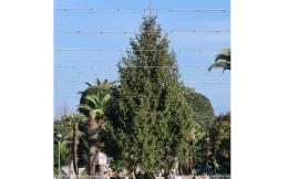 Civitanova, arriva in piazza l'albero di Natale: sarà acceso l'8 dicembre