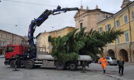 San Severino, arriva l'albero di Natale in piazza: il Comune regala ai negozianti le luminarie