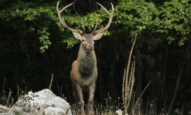 Parco dei Monti Sibillini, la vita di un cervo nei suoi gesti di vita quotidiana (VIDEO)