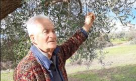 Potenza Picena, Giordano Giampaoli riscopre lo "Zampello" e trionfa alla “Festa dell’Olio Nuovo”