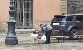 Tolentino, a spasso per il centro con una pecorella al guinzaglio