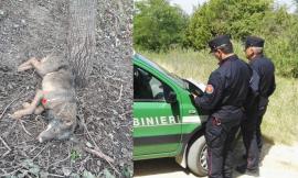 Un lupo resta intrappolato in una corda di acciaio: salvato dai Carabinieri Forestali
