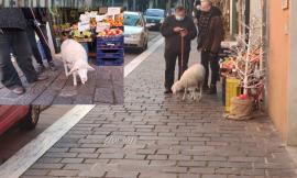Tappa a Macerata dopo quella di fine 2020 a Tolentino: la pecorella fa capolino in corso Cairoli (FOTO)