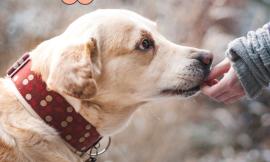 Treia protagonista a Linea Bianca: sabato 23 gennaio intervista all'associazione "Il Mio Labrador"